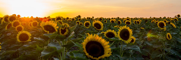sunflowers at golden hour