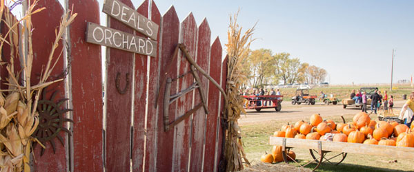 Pumpkins at Deal's Orchard